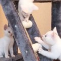 新しいキャットタワーに大はしゃぎの子猫5匹→遊び疲れると…可愛すぎる…