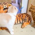 『大きなトラのぬいぐるみ』を出したら、猫と犬が…『想像以上の大歓迎』に…