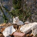 第2次世界大戦で、「ニュージーランド軍兵士」として参戦した母子猫　…