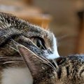 お姉ちゃん猫がいるバスケットの中に『一緒に入ってみた妹猫』→表情が…