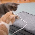 ホットカーペットのスイッチが入ったら、ママと『2匹の猫』が…微笑ま…