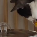 給水器の前にやってきたネコ→『おてて』を見ていると…謎すぎる『動き』に…