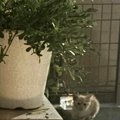 『家の外で佇んでいた子猫』と目が合って…窓を開けてみた結果→まさか…