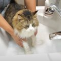 脱走から帰ってきた猫ちゃん、されるがままで足を洗ってもらう！