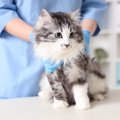 猫の代表的な『遺伝病』5選とかかりやすい猫種　初期症状や事前に調べ…
