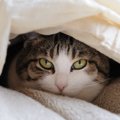 猫と一緒にコタツに入る時注意したい７つの事