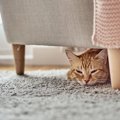 猫の留守番時に発生しやすい危険な事故5選！飼い主が絶対すべき予防策…