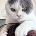 猫が髪の毛で遊んでいると思ったら…次の瞬間→予想外の『尊すぎる光景』に…