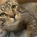 手書きのメモと一緒に捨てられた猫…新しい家族のもとでセカンドライフ…
