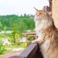 猫にとって『危険な構造の家』と事故防止策３つ