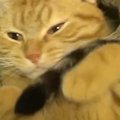気持ちよさそうに寝ていた猫→同居猫の『しっぽ』が気になって…笑ってしま…