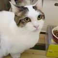 思わずツッコむ飼い主さん！猫ちゃんの気まぐれ食事法♡