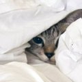雷の音におびえて『お布団に避難したネコ』…顔だけのぞかせる姿が尊すぎる…