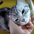 呼ばれて駆けつけたけれどブラッシングだと分かり逃走する猫ちゃん