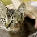 海で溺れていた子猫を救出…人間の残酷な“悪習”とは？