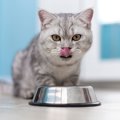 愛猫が『食いしん坊』なら気をつけたいこと4つ　食欲を抑えるにはどうすれ…