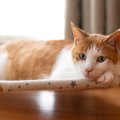 猫の飼い主が避けるべき『非常識な行動』3選　迷惑をかけないための心…