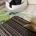 猫じゃらしで遊んでいたら、黒猫の『耳』が…可愛すぎる『変化』に笑顔にな…