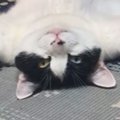 豪快なへそ天で『くつろぐ猫』を見ていたら→『おてての動き』が…まさかの…