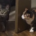 お兄ちゃん猫を驚かせようと『物陰で待ち構えていた猫』→次の瞬間…予…