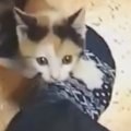 今じゃ『抱っこ』もさせてもらえないけど…子猫時代の『可愛すぎる行動…