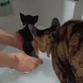 お風呂で子猫が鳴いていると…水が大嫌いな兄猫がとった『信じられない行動…