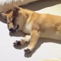 ベッドの上で熟睡していた柴犬→『しっぽ』を見ると、猫が……「可愛すぎ…