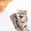 猫同士『相性が最悪』なときの行動3つ！負担を軽減するための対策とは