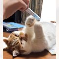 宿題休憩中の娘に遊んでもらうネコを見ていると…まさかの展開が可愛すぎる…