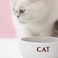 猫のフードボウルおすすめ20選！みんなが使ってる人気商品やおしゃれ…