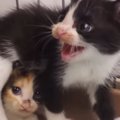 保護された『幼い子猫の兄妹』を預かったら…身を挺して妹を守ろうとする『…