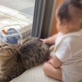 猫が赤ちゃんに叩かれた時の反応…愛に溢れた光景に11万人が感動 『大…