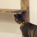 運動不足気味の兄弟猫→パパが『キャットウォーク』をDIYした結果…微笑…