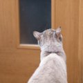 猫との暮らしで『健気だなあ』と感じる瞬間5選　愛おしい仕草の意味や…