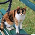 『アメリカが原産の猫種』4選！“アメリカン◯◯”を多数生み出す、猫大国の純…