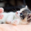 猫はかわいいを自覚してる？飼い主を悩殺する９つの事