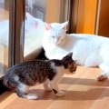クールなはずのボス猫→無邪気な子猫と過ごした結果…『まるで別猫のよ…