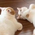 仲良くくつろぐ兄妹猫→1匹が『仰向け』になった『次の瞬間』…まさかの光景…