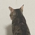 白い壁をじっと見つめて『動かない猫』→まさかの理由に笑ってしまうとSNS…