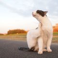 猫の皮膚炎の症状とその原因を探ろう