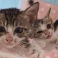 3匹の保護子猫→『ごはんの時間』になると、テンションが上がって…想像を超…