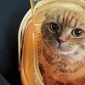 動物病院に行く猫のストレスを軽減する方法５つ