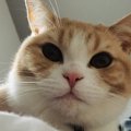 猫と暮らして『ギャップ萌え♡』すること４つ