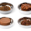 猫が『ご飯にすぐ飽きてしまう』のはなぜ？考えられる5つの理由と対処法