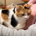 保護された三毛猫が『母の膝の上』で…愛に溢れた光景に尊すぎると3万6…