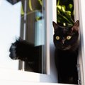 猫を危険な目にあわせる『やりっぱなし行為』4選　事故やトラブルの可…