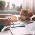 猫がかかる『治療費が高くなりやすい』病気5選　愛猫の健康を守るために準…