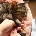 猫ちゃんの寝顔が可愛すぎてついイタズラ！