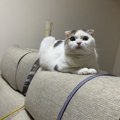 猫の座る位置でわかる心理５選！あなたの愛猫がどこに座ってるかチェ…