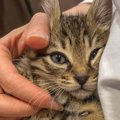 猫のいる会社なので…『休憩中』の様子を見てみると→羨ましすぎる光景が824…